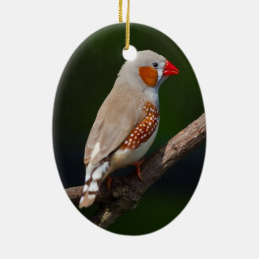 de heer Finch Ornament (Achterkant)