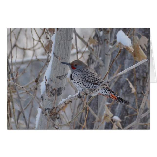 de heer Flicker (Voorkant Horizontaal)