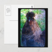 De heer Fluffy de Silkie Rooster Briefkaart (Voorkant / Achterkant)