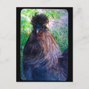 De heer Fluffy de Silkie Rooster Briefkaart