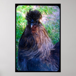 De heer Fluffy de Silkie Rooster Poster