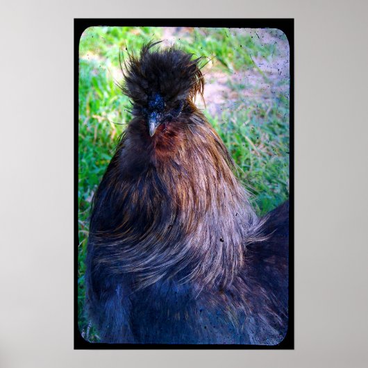 De heer Fluffy de Silkie Rooster Poster (Voorkant)