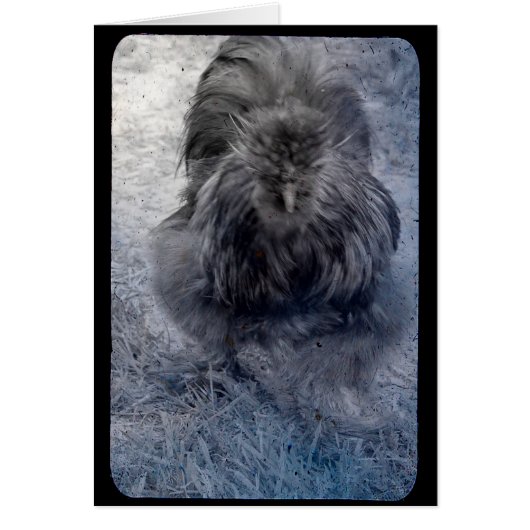 de heer Fluffy Silkie Rooster 2 (Voorkant)