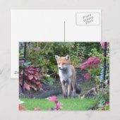 de heer Fox Briefkaart (Voorkant / Achterkant)