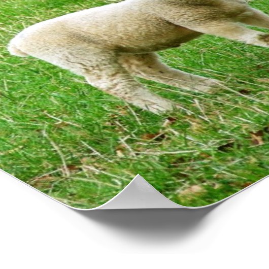 De Heer is mijn herder, psalm 23, een lam poster (Hoek)