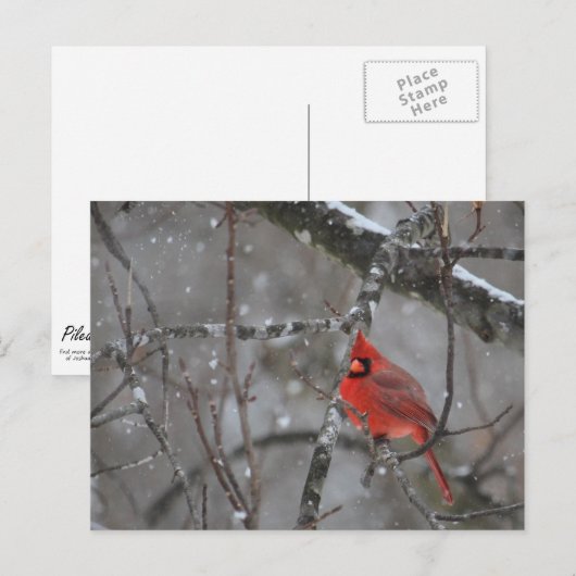 De heer Kardinaal - Briefkaart (Voorkant / Achterkant)