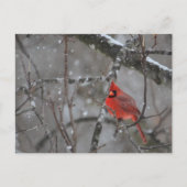 De heer Kardinaal - Briefkaart (Voorkant)