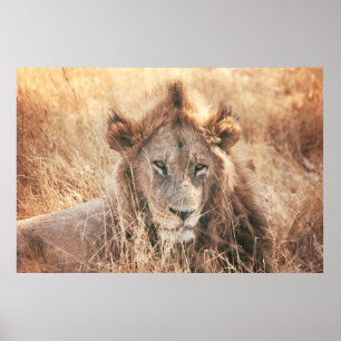 DE HEER LION KING POSTER