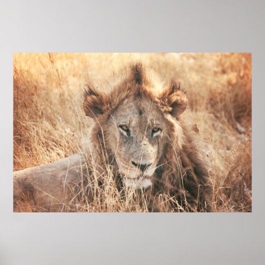 DE HEER LION KING POSTER (Voorkant)