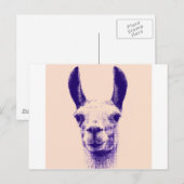 de heer Llama Briefkaart (Voorkant / Achterkant)