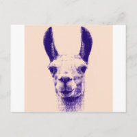 de heer Llama