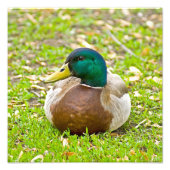 de heer Mallard Duck Foto Afdruk (Voorkant)
