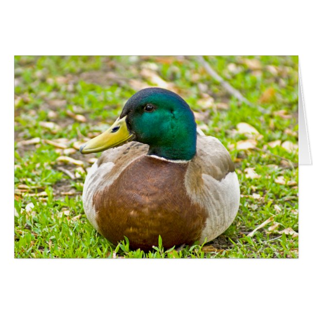 De heer Mallard the Duck (Voorkant Horizontaal)