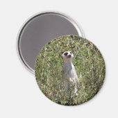 De heer Meerkat Magneet (Voorkant / Achterkant)