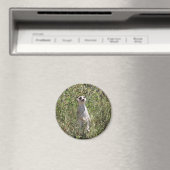De heer Meerkat Magneet (Insitu (Vaatwasser))