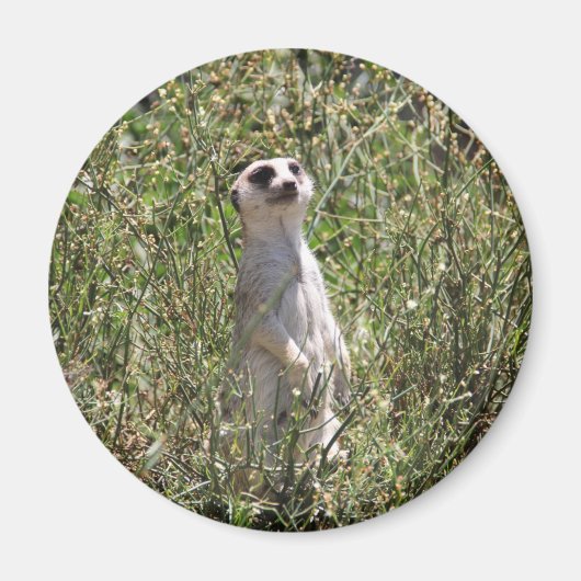 De heer Meerkat Magneet (Voorkant)