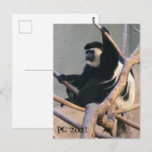 de heer Monkey Briefkaart (Voorkant / Achterkant)