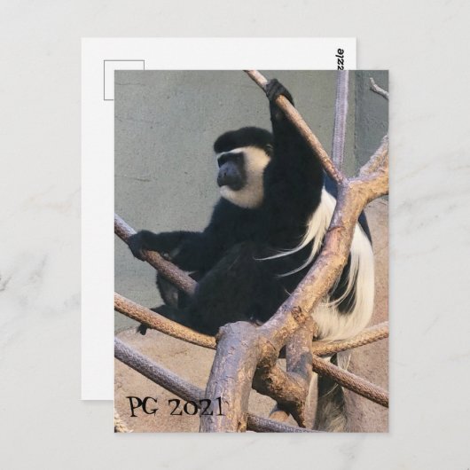 de heer Monkey Briefkaart (Voorkant / Achterkant)