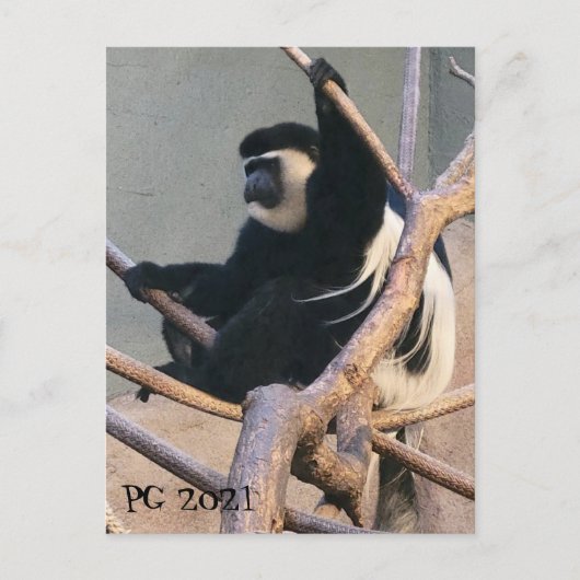 de heer Monkey Briefkaart (Voorkant)