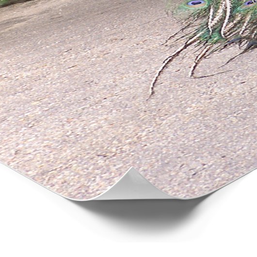 De heer Peacock ruffelt zijn veren Poster (Hoek)