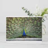 de heer Peacock Uitnodiging (Staand voorkant)