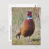 de heer Pheasant Briefkaart (Voorkant / Achterkant)
