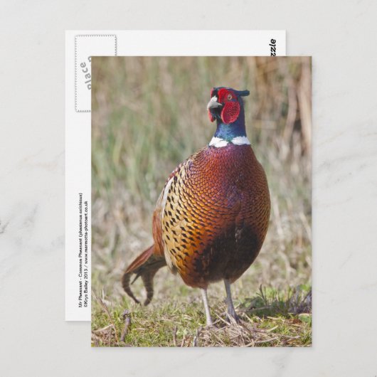 de heer Pheasant Briefkaart (Voorkant / Achterkant)