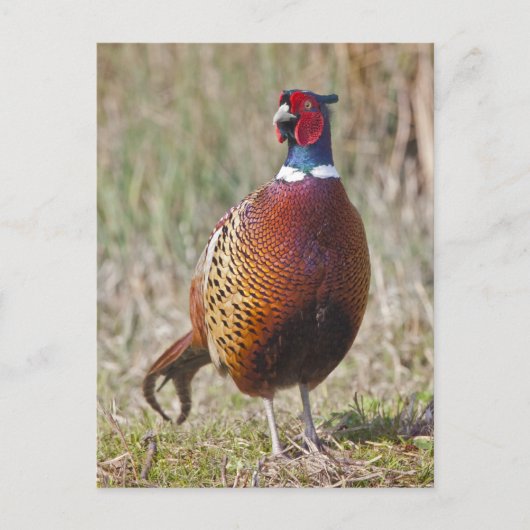 de heer Pheasant Briefkaart (Voorkant)