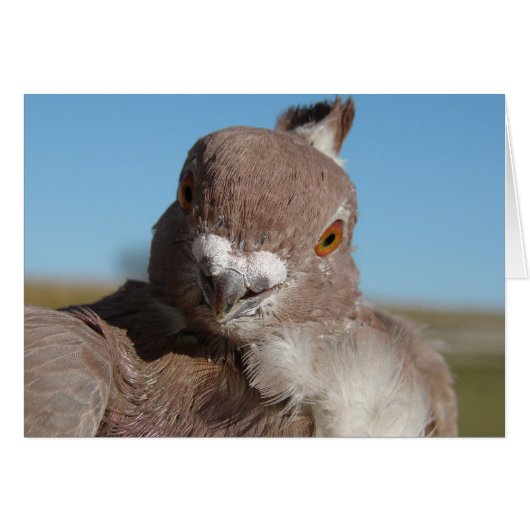 de heer Pigeon (Voorkant Horizontaal)