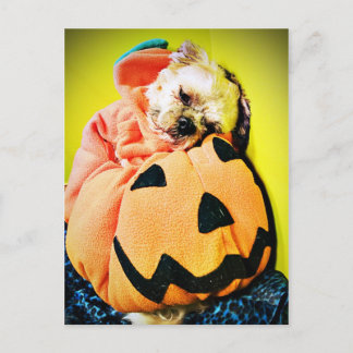 de heer Puppy Pumpkin Briefkaart