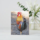 De heer Rooster Briefkaart (Staand voorkant)