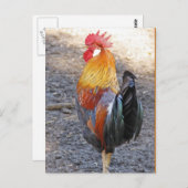 De heer Rooster Briefkaart (Voorkant / Achterkant)