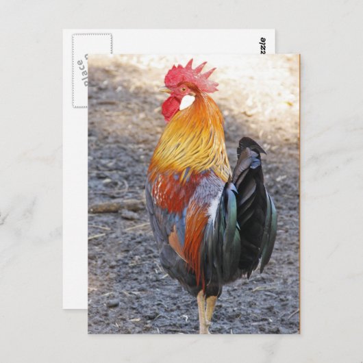 De heer Rooster Briefkaart (Voorkant / Achterkant)