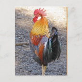 De heer Rooster Briefkaart (Voorkant)