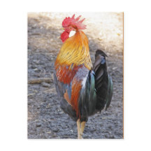De heer Rooster
