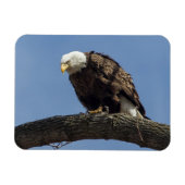 de heer Serious Magneet (Horizontaal)