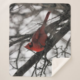 De heer sherpa deken