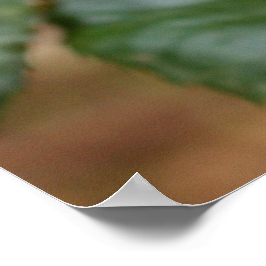 de heer Snagels Poster (Hoek)