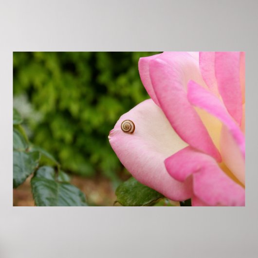 de heer Snagels Poster (Voorkant)