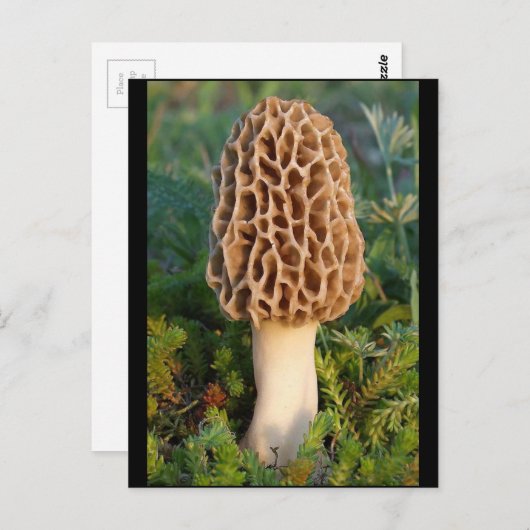 De heerlijk heerlijke morel paddenstoel briefkaart (Voorkant / Achterkant)