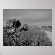 de heide in de zomer van Madrid
