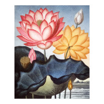 De heilige Egyptische boon