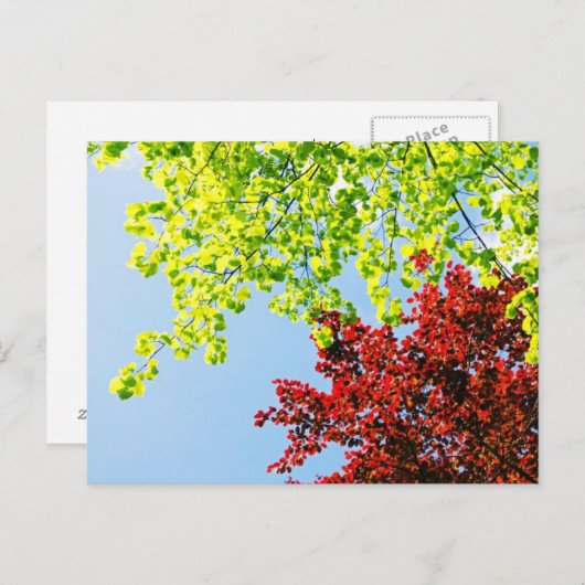 De heldere Boom kleurt Briefkaart (Voorkant / Achterkant)