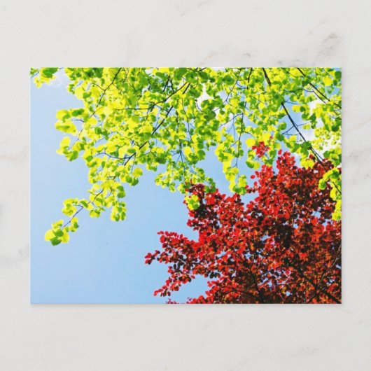 De heldere Boom kleurt Briefkaart (Voorkant)