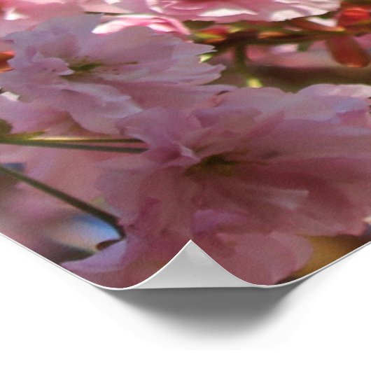 De heldere lentekleur van kersenbloesem poster (Hoek)