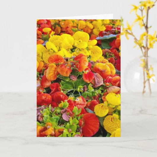 de heldere tuin van de slipperwortbloem kaart (Gele Bloem)