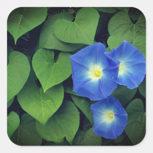De hemelse Blauwe Glorie van de Ochtend bloeit Vierkante Sticker