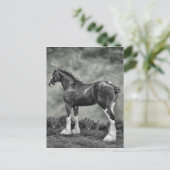 De Hengst B&W van Clydesdale Briefkaart (Staand voorkant)