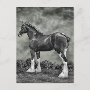 De Hengst B&W van Clydesdale Briefkaart