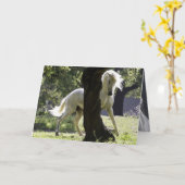 De hengst en het Wenskaart van het boompaard Kaart (Gele Bloem)